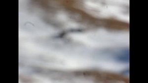 Дикий ЯК в Дагестанских горах часть 2