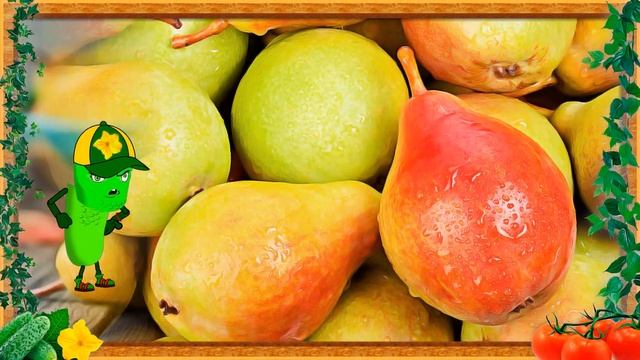 СПЕЛАЯ ГРУША СЕКРЕТЫ ПОСАДКИ! смотреть онлайн