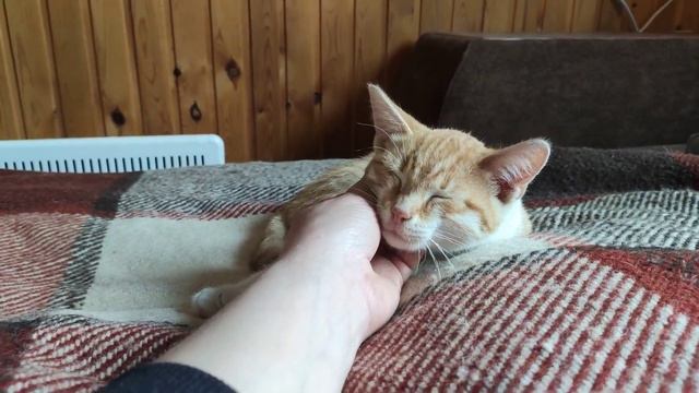 Строим дом из бытовки своими руками/сайдинг/борьба с муравьями. смотреть онлайн