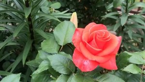 Десятка лучших компаньонов для роз! Многолетники с весны и до осени в розарии!