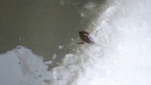 Жук-плавунец в проруби