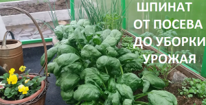 Шпинат от А до Я в природном земледелии.