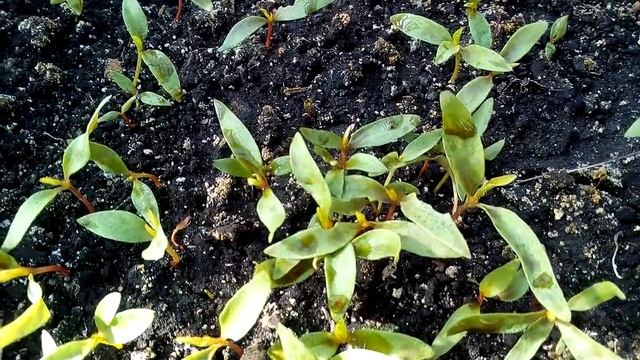 ЦЕЛЛОЗИЯ - ВЫРАЩИВАНИЕ И УХОД смотреть онлайн