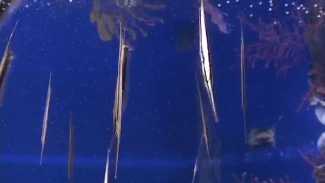 Домашний аквариум 2 смотреть онлайн