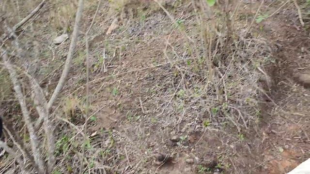 Samburu trees: Seketet (Myrsine africana) medicinal seeds - found in highland смотреть онлайн