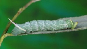 Бабочка Бражник глазчатый.