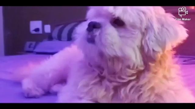 Browny The Lhasa Apso- Please Close the Door...Door смотреть онлайн