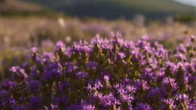 чабрец! иссоп! аргановое масло! дыня смотреть онлайн