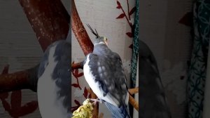 Попугай корелла поет мотивы собственного сочинения
