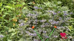 Синеголовник и Курочка Ряба