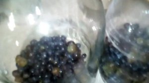 Концентрированный компот из простых сортов винограда