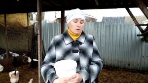 СОЯ -уникальный ингредиент для яйценоскость кур.