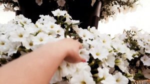 МОЁ ПЕТУНИЕВОЕ ДЕРЕВО. ЗАМЕРЫ. ОБЪЁМ ЁМКОСТИ. СОРТ ПЕТУНИИ.ОБЗОР СО СТОРОНЫ УЛИЦЫ И ДВОРИКА.