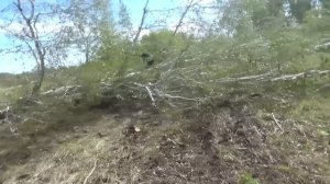 Первый день в лесу. Пилим новыми цепями, таскаем на Т-40.