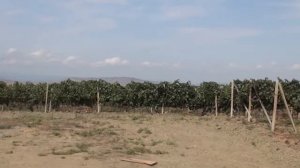 Проверка виноградников в Агроцехе _Геджух_.mp4