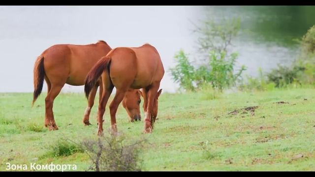 Безумно красивая восточная музыка! Музыка для Лечебная Снятия Стресса! Отличные мелодии для души#2 смотреть онлайн