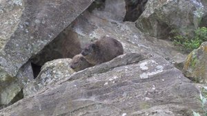 Кения. Прогулка по национальному парку Hell'sGate, или почему зевают даманы?