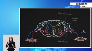 8 класс - РУ - Биология - №4 - Нервная система, ее строение и функции