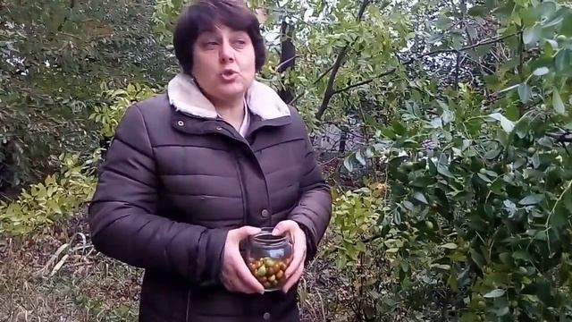 Унаби(зизифус,китайский финик)-дерева под названием"Дар Богов". смотреть онлайн