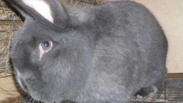 Венский голубой кролик смотреть онлайн