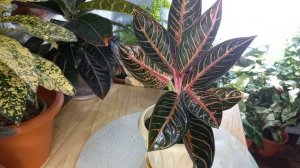 НЕ мельчают листья после ПЕРЕСАДКИ!?Обзор АГЛАОНЕМ в январе?Суматра?Рэд стар?Пинк Валентин?Крит и д