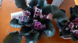 Фиалка Powder Keg