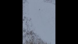 Курсинг. Той-фокстерьер Вирджиния. Зимние тренировки.