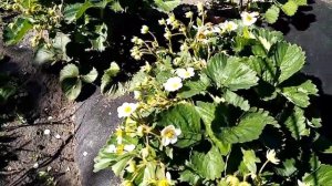 Лучшая защита клубники от птиц