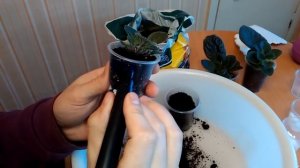 Отделяем и пересаживаем детки фиалок! Мастер класс!
