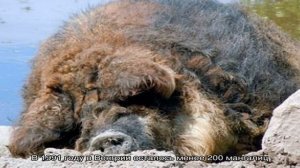 Венгерская пуховая мангалица – свинья с овечьей шерстью