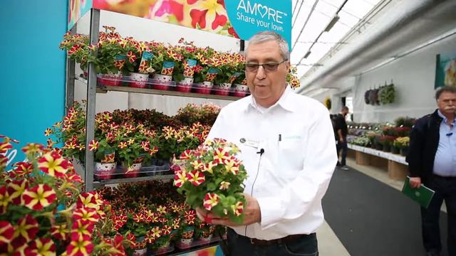 Danziger at Flower Trials 2016 смотреть онлайн