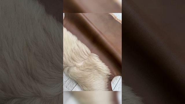 Овечьи шкуры смотреть онлайн