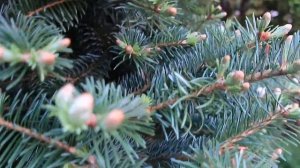 Весеннее формирование - пихты корейской ИНГА-2023 г