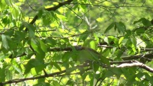 17_04_2016_Пение щегла.mp4