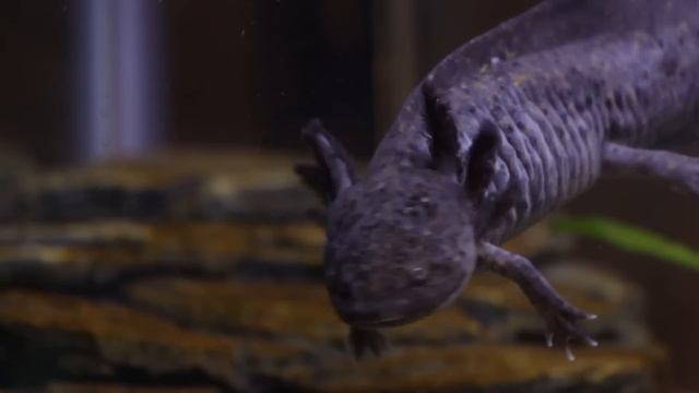 Axolotl Aquascape with Aquarium Co-Op!