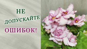 Ошибки при выращивании фиалок. Сеянец 499.