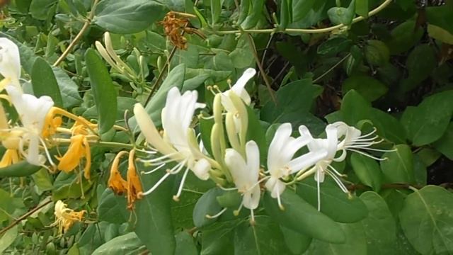 MADRESELVA: Lonicera japonica (www.riomoros.com) смотреть онлайн
