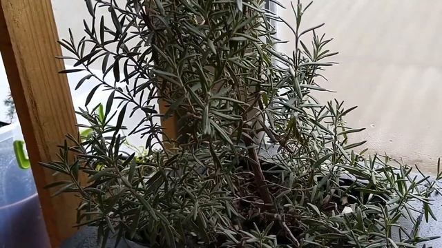 Розмарин.  Ответы на вопросы, результаты зимнего черенкования