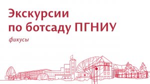 Экскурсии по Ботаническому саду ПГНИУ. Фикусы