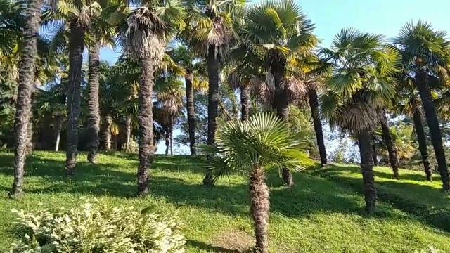 Travel. Sochi. ?? Russia l Вот это мы попали, ни в сказке сказать, ни пером описать смотреть онлайн