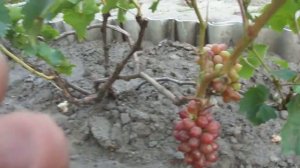 Виноград Прометей