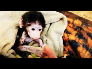 Гамадриленыш Люська укладывается спать, но ЕДУ припрятала)))