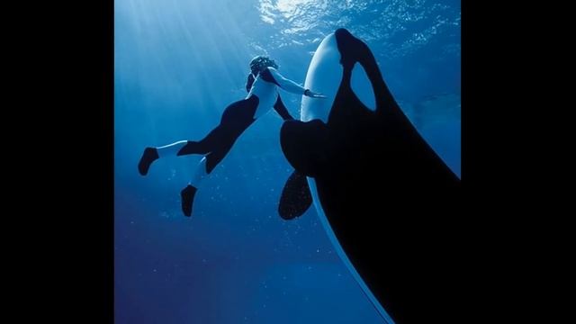 Вот почему косатки НЕ едят людей... смотреть онлайн