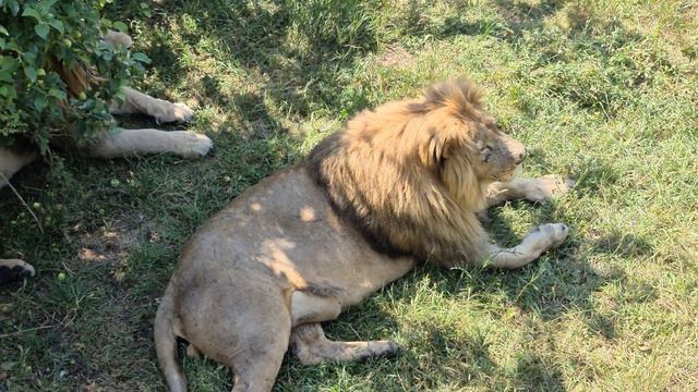 Почему вожак предпочитает это место! Тайган Lions in Crimean Taigan смотреть онлайн