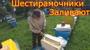 Шестирамочники заливаются мёдом! Ревизия. Обстановка на пасеке