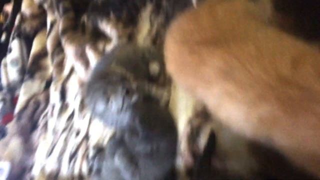 Маленькие котята в 1.5 неделя / котята шотландские вислоухие / котята шотландская вислоухая кошка