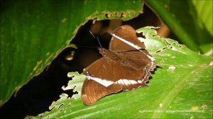 Siproeta epaphus trayja Sao Paulo Botanical Garden Brazil 13 1 2019 Antonio Silveira