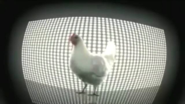 КУРИЦА ПОЁТ !,? смотреть онлайн