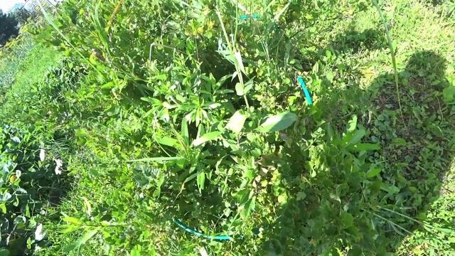 РАЗРЯДИЛСЯ АККУМУЛЯТОР НА МОТОЦИКЛЕ! НОВЫЙ АККУМУЛЯТОР НА Yamaha! смотреть онлайн