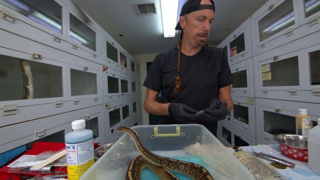 WHAT IS COMING OUT OF MY SNAKE? TREATING A SNAKE PROLAPSE! смотреть онлайн